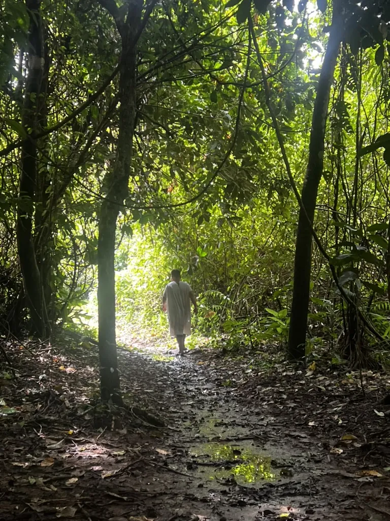 A rainforest trail